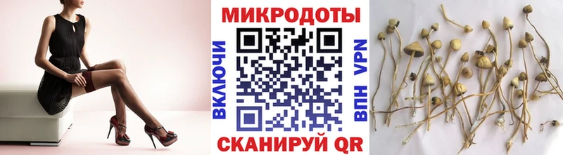площадка телеграм  Киселёвск  Галлюциногенные грибы Psilocybe 